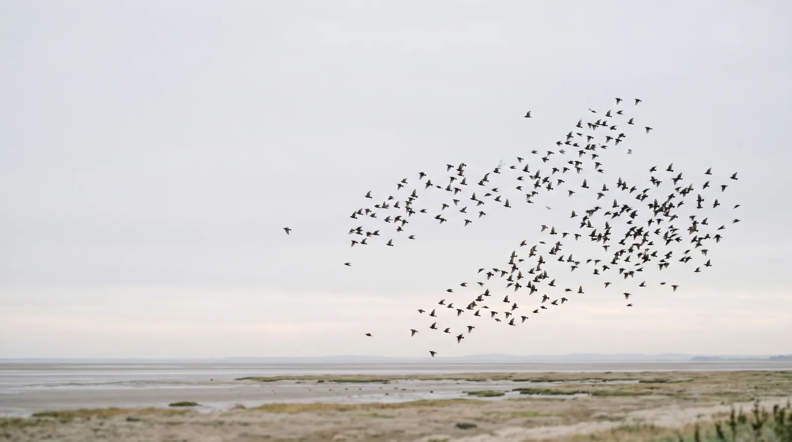 A flock of starlings rendering an emergent coordination pattern across an open landscape, used as a metaphor for parallel subagent dispatch